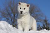 SIBERIAN HUSKY 747